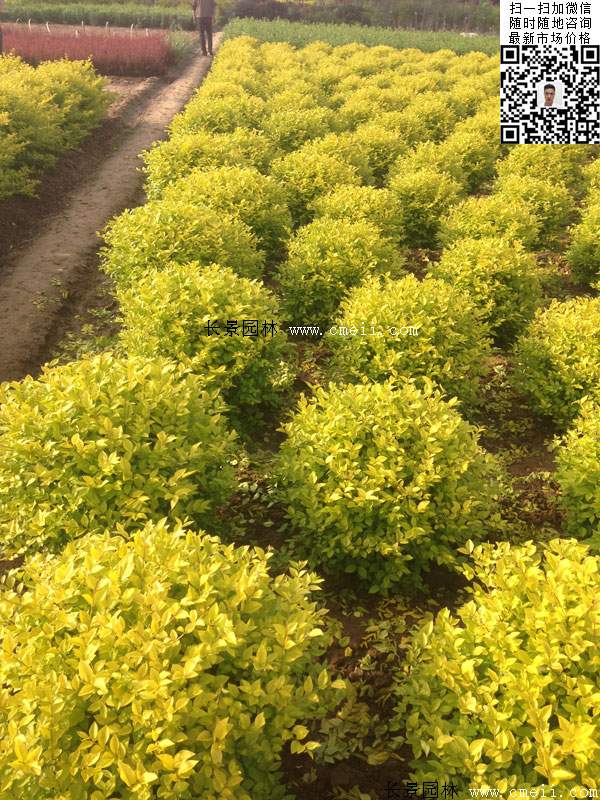 金葉女貞球--長景園林 金葉女貞球--長景園林