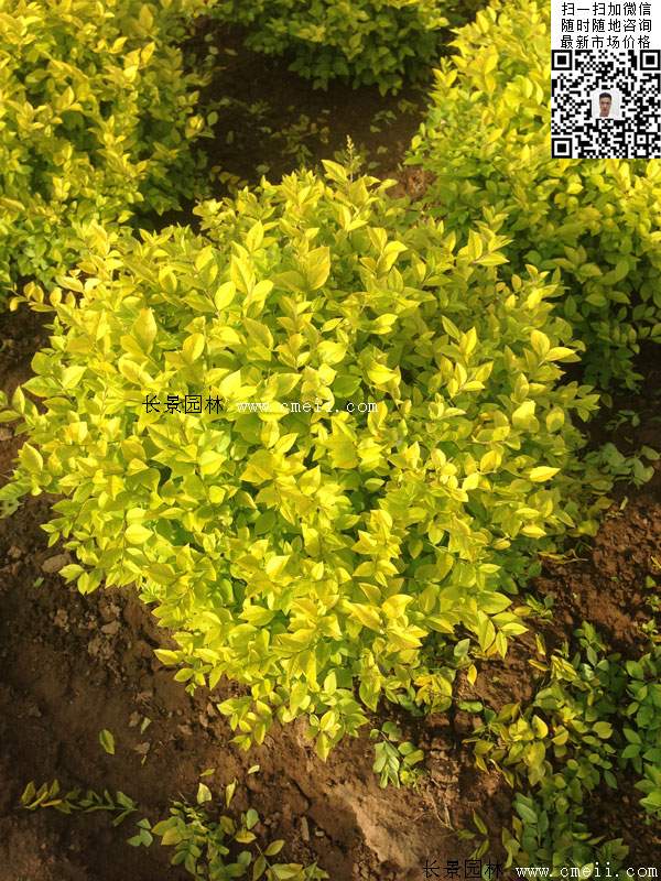 金葉女貞球--長景園林 金葉女貞球--長景園林