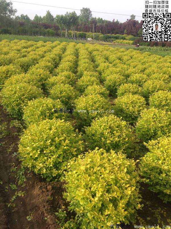 金葉女貞球--長景園林 金葉女貞球--長景園林