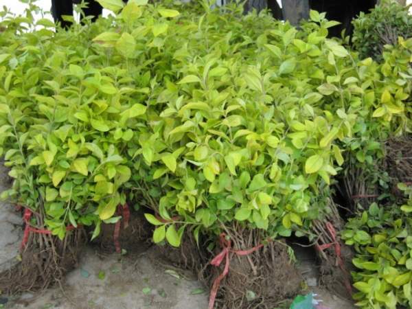 小葉黃楊苗 小葉黃楊苗