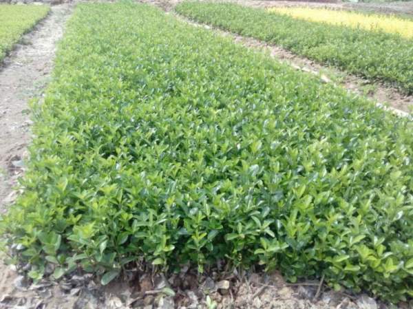 大葉黃楊扦插苗 大葉黃楊扦插苗