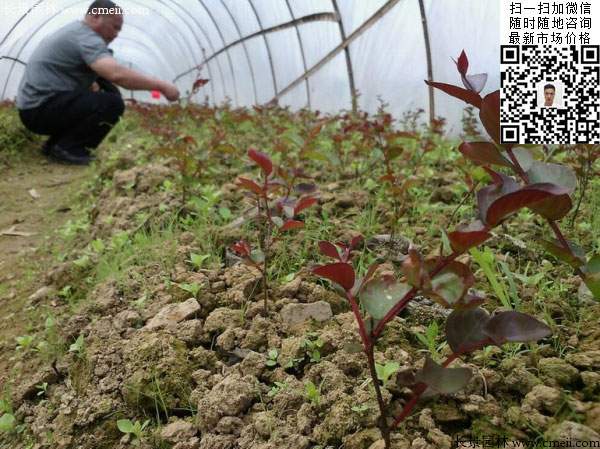 紫薇種子種植的小苗 紫薇種子種植的小苗