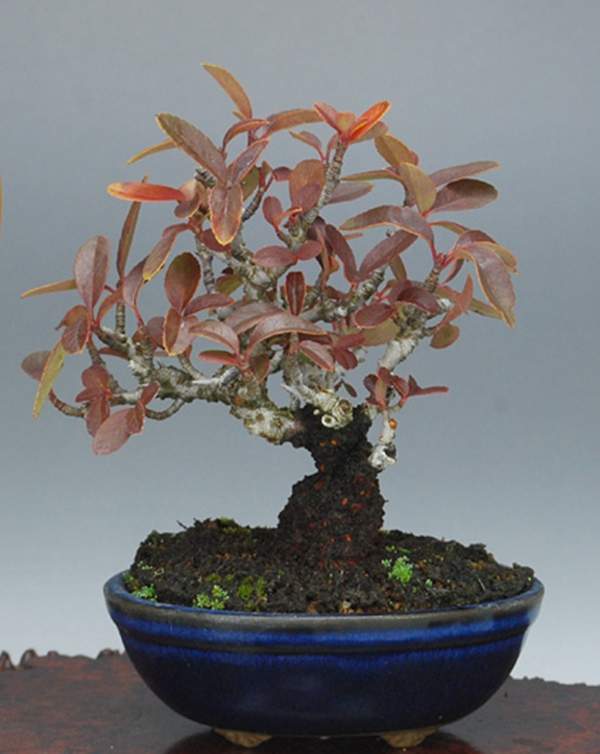 小丑火棘盆景 小丑火棘盆景