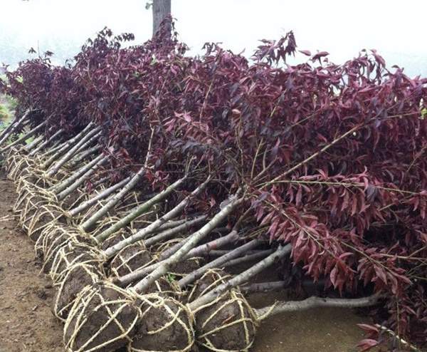 紫葉桃發(fā)貨圖--長景園林 紫葉桃發(fā)貨圖--長景園林