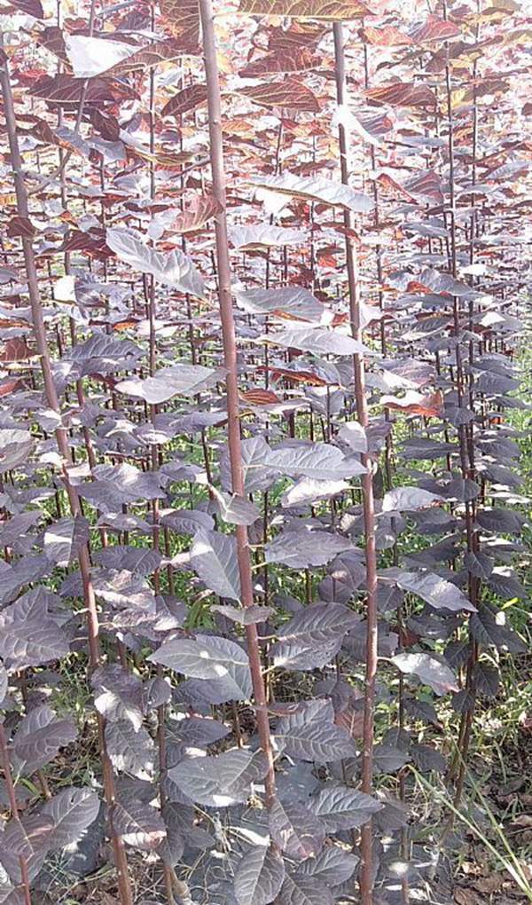 速生紅葉李 速生紅葉李