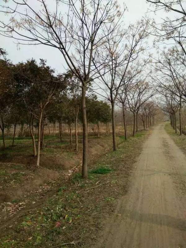 精品12公分13公分14公分大規(guī)格苦楝樹圖片 精品12公分13公分14公分大規(guī)格苦楝樹圖片