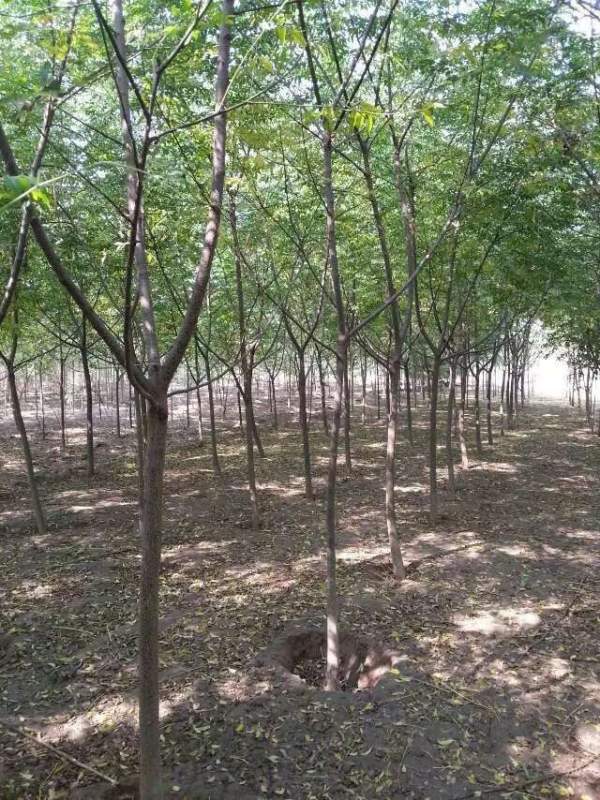 供應8公分9公分10公分苦楝樹 供應8公分9公分10公分苦楝樹