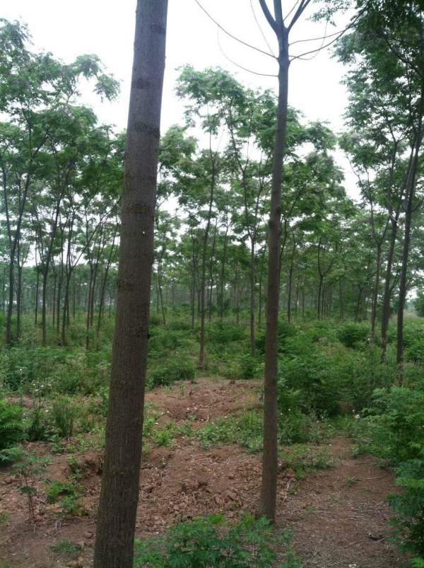 供應8公分9公分10公分苦楝樹 供應8公分9公分10公分苦楝樹