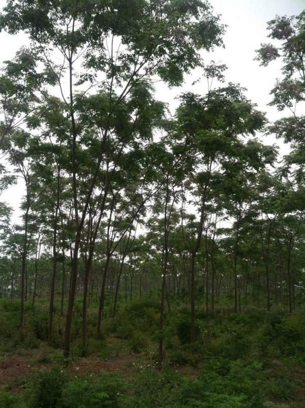 供應8公分9公分10公分苦楝樹 供應8公分9公分10公分苦楝樹