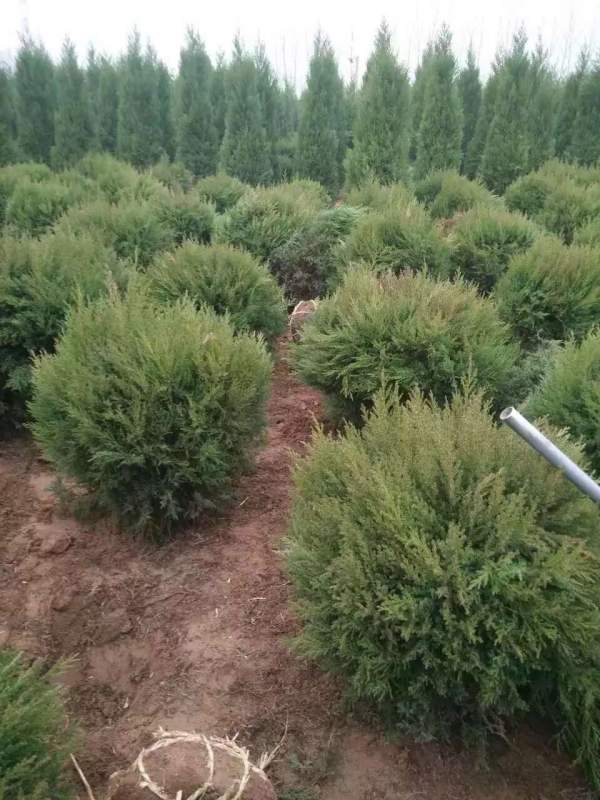 冠幅80公分1米1.2米1.3米蜀檜球 冠幅80公分1米1.2米1.3米蜀檜球