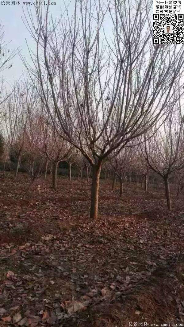 地徑14公分15公分16公分櫻花樹 地徑14公分15公分16公分櫻花樹