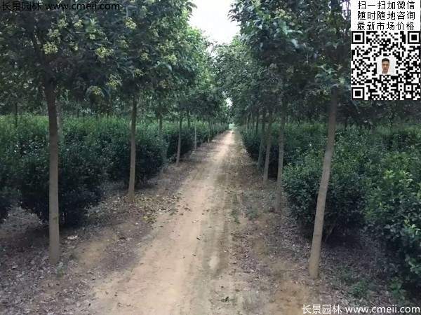 冠幅70公分80公分大葉黃楊球 冠幅70公分80公分大葉黃楊球