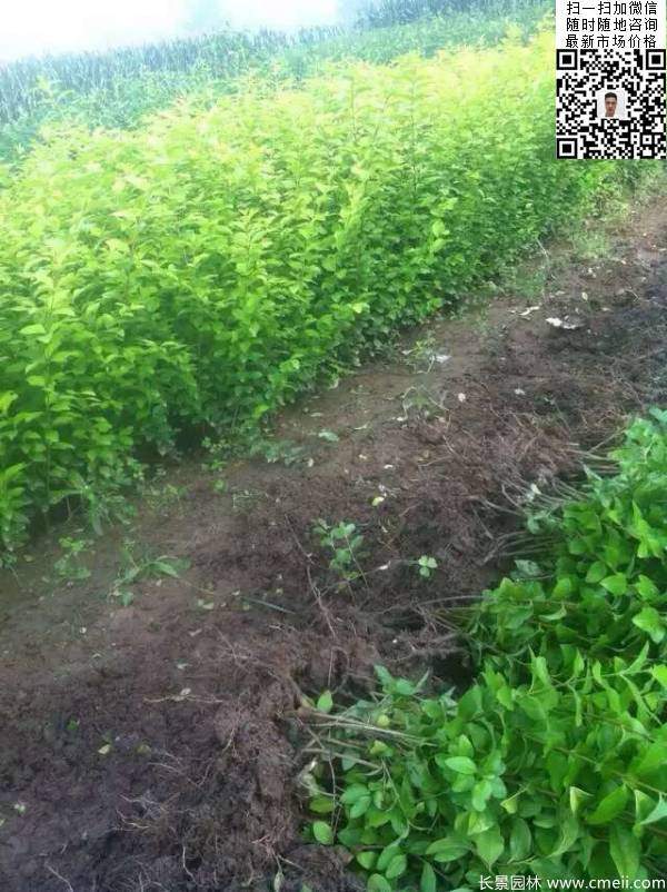 高度30公分40公分50公分金葉女貞苗苗圃現場圖片 高度30公分40公分50公分金葉女貞苗苗圃現場圖片