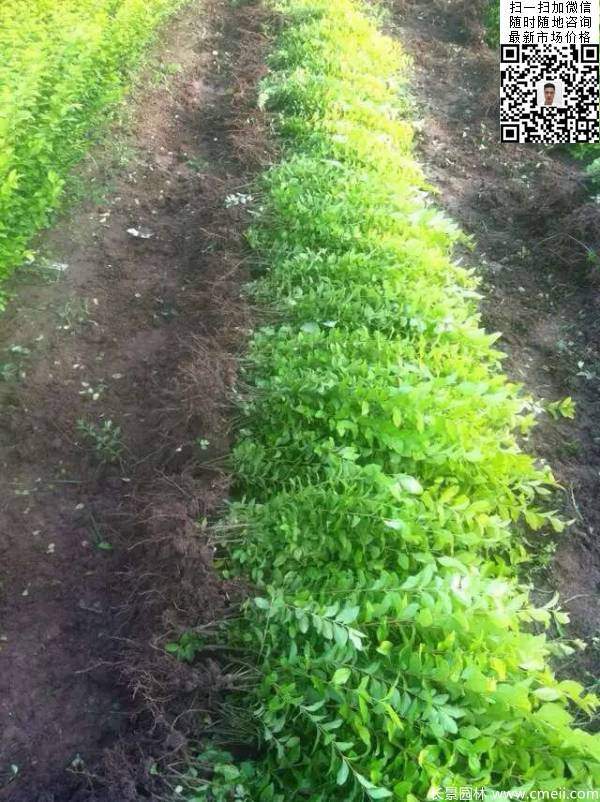 高度30公分40公分50公分金葉女貞苗苗圃現場圖片 高度30公分40公分50公分金葉女貞苗苗圃現場圖片