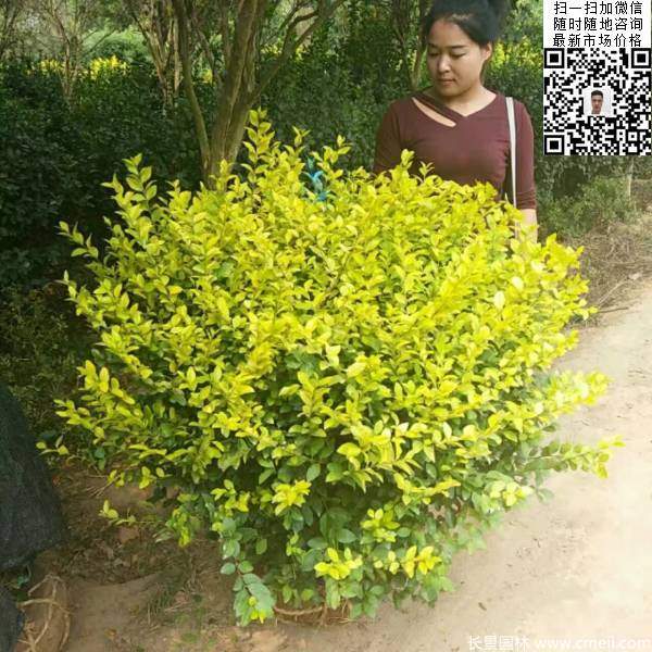 金葉女貞球--長景園林 金葉女貞球--長景園林