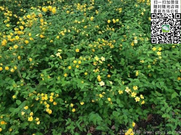 棣棠基地--長(zhǎng)景園林