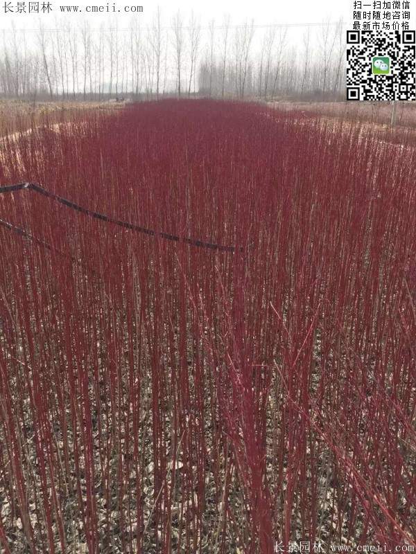 紅瑞木基地--長(zhǎng)景園林 紅瑞木基地--長(zhǎng)景園林