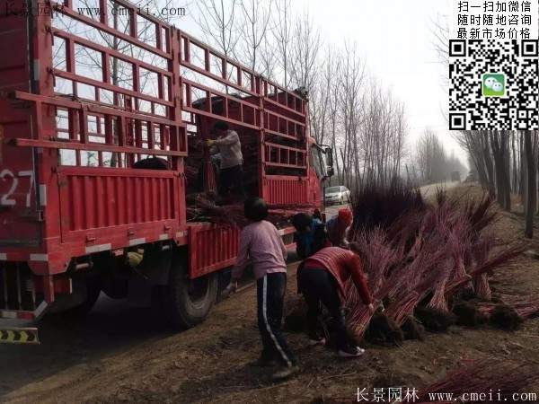 紅瑞木基地--長(zhǎng)景園林 紅瑞木基地--長(zhǎng)景園林