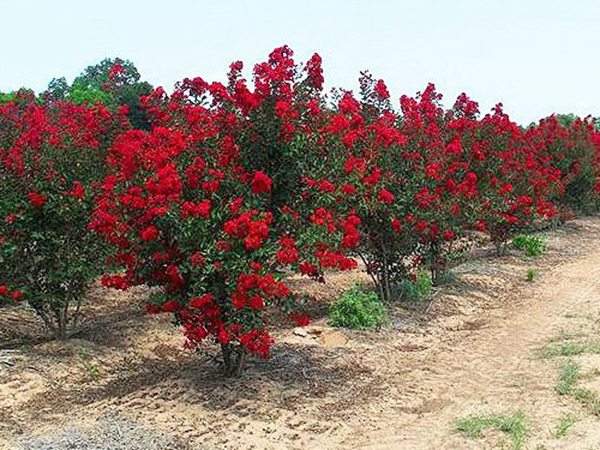 專家告訴你，市場上紫薇花樹價格是多少？