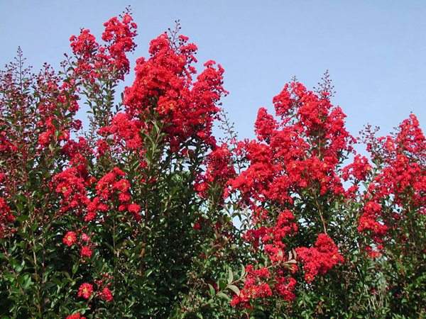 專家告訴你，市場上紫薇花樹價格是多少？