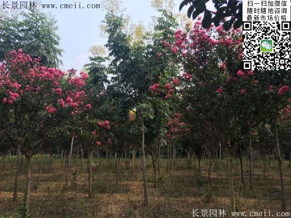 專家告訴你，市場上紫薇花樹價格是多少？