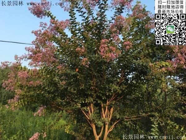 專家告訴你，市場上紫薇花樹價格是多少？