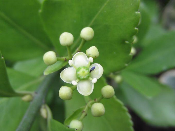 衛矛--長景園林 衛矛--長景園林
