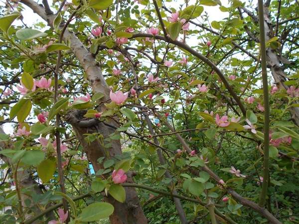 木瓜規格 木瓜規格