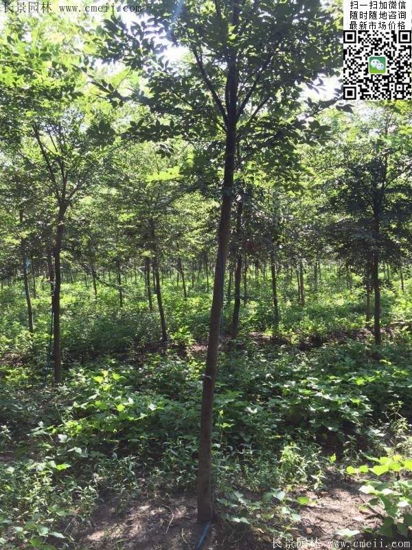 櫸樹哪里便宜？麻煩推薦一家大型，有誠信的單位！