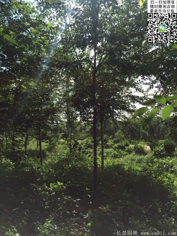 櫸樹哪里便宜？麻煩推薦一家大型，有誠信的單位！