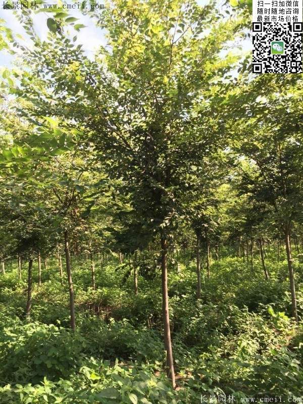 櫸樹哪里便宜？麻煩推薦一家大型，有誠信的單位！