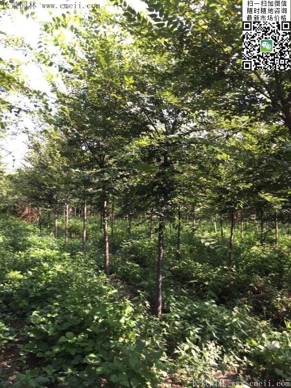 櫸樹哪里便宜？麻煩推薦一家大型，有誠信的單位！