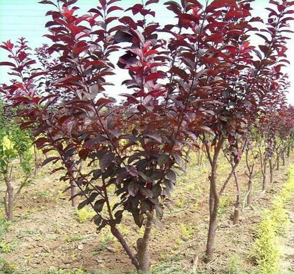 沭陽紫葉李 沭陽紫葉李