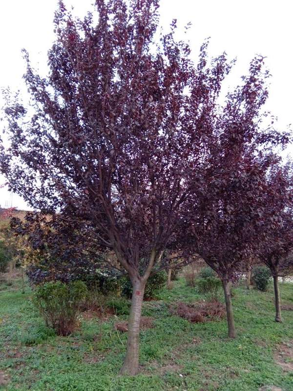 沭陽紫葉李 沭陽紫葉李