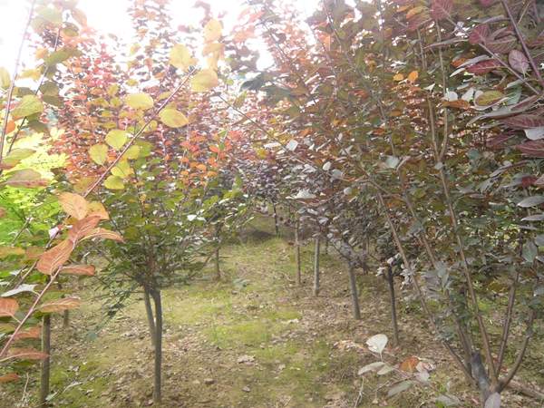 沭陽紫葉李 沭陽紫葉李