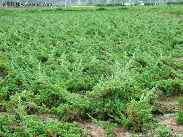 沭陽的地柏 沭陽的地柏