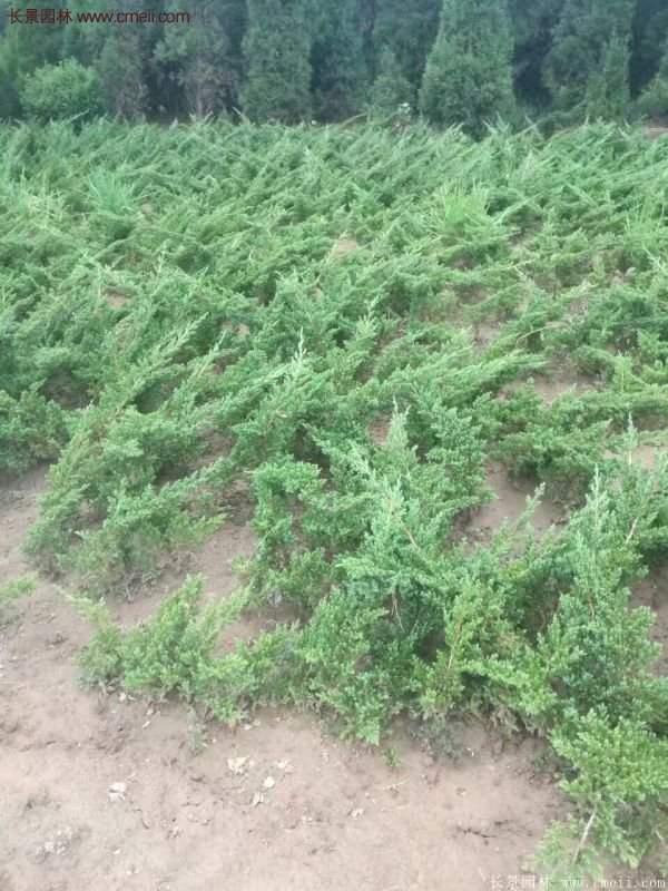 2016沭陽地柏價格 2016沭陽地柏價格