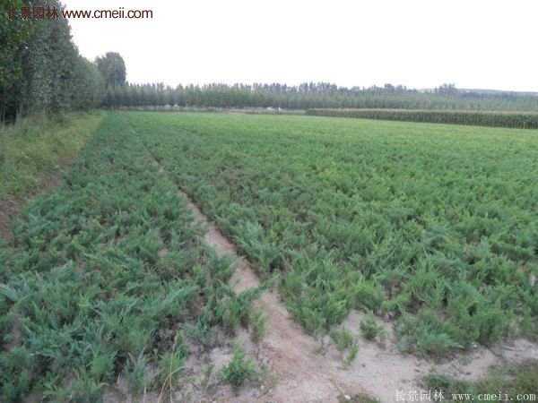 沭陽地柏的規(guī)格 沭陽地柏的規(guī)格