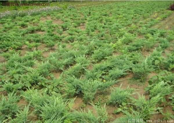 地柏的種植 地柏的種植