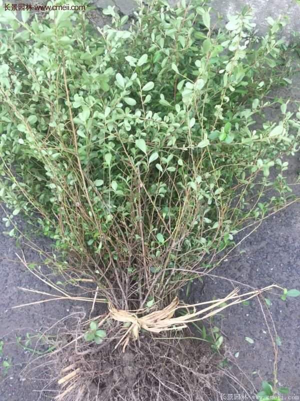 沭陽火棘球 沭陽火棘球