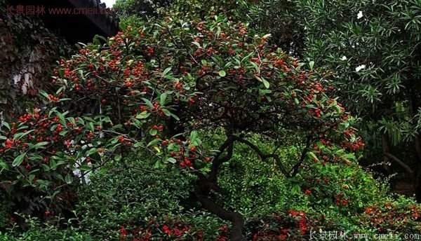 沭陽火棘苗、火棘球 沭陽火棘苗、火棘球