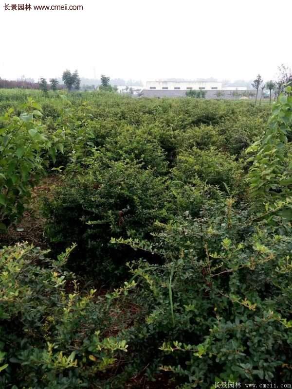 沭陽火棘基地 沭陽火棘基地