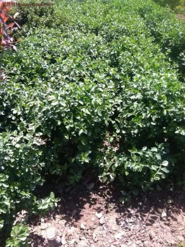 沭陽基地衛矛球 沭陽基地衛矛球