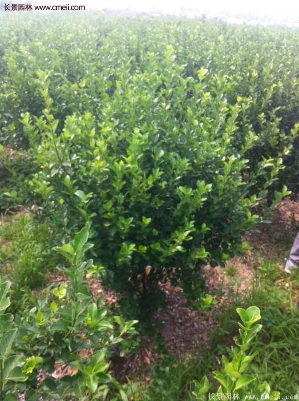 沭陽基地衛矛球 沭陽基地衛矛球