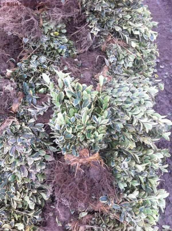 沭陽金邊黃楊基地 沭陽金邊黃楊基地