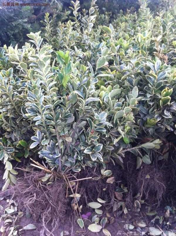 沭陽金邊黃楊基地 沭陽金邊黃楊基地