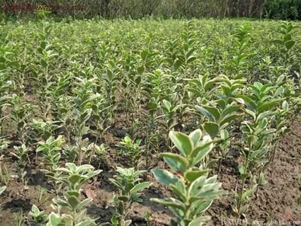 沭陽金邊黃楊的價格 沭陽金邊黃楊的價格