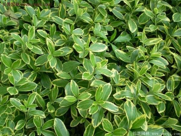 金邊黃楊色塊苗 金邊黃楊色塊苗