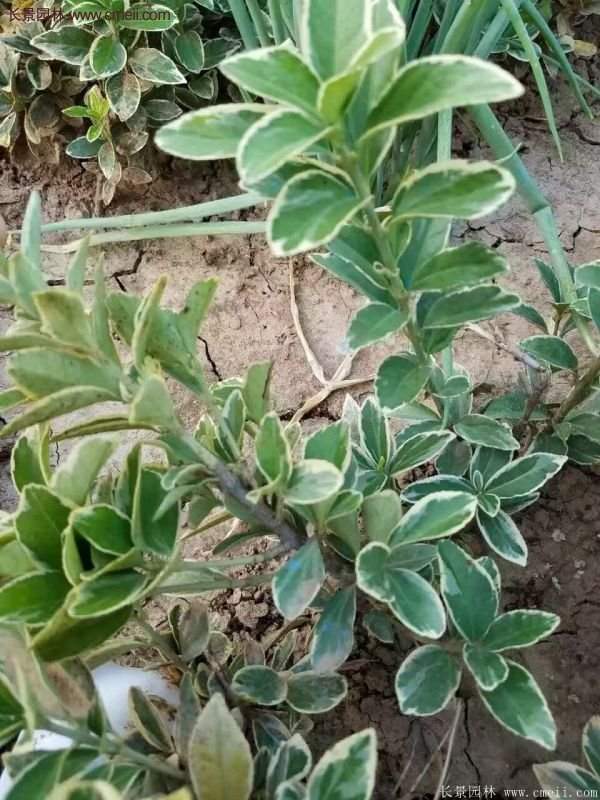 沭陽金邊黃楊 沭陽金邊黃楊