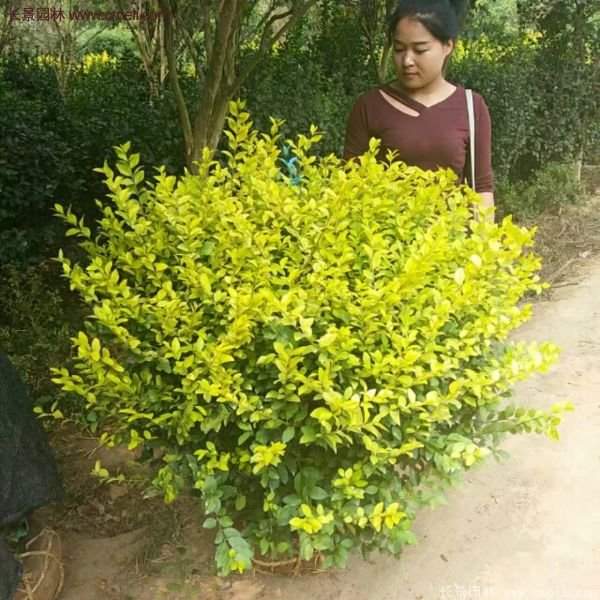 沭陽金葉女貞 沭陽金葉女貞